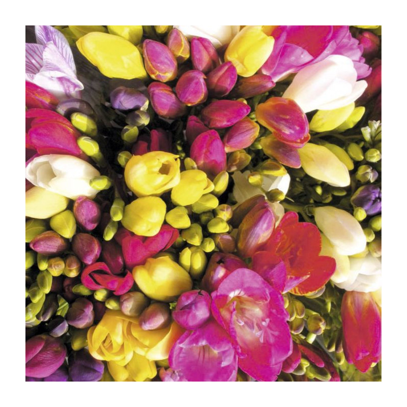 BOUQUET OF FREESIAS Canvas print - Flower canvas print