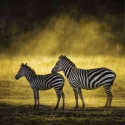 MASAI MARA canvas print