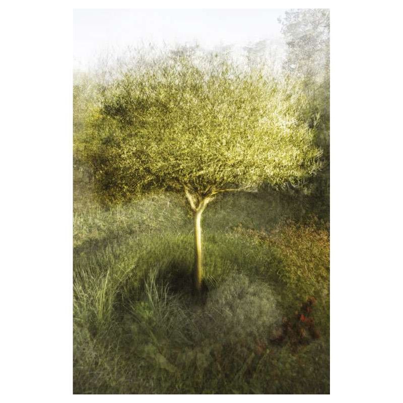 OLIVE TREE IN MY GARDEN canvas print - Landscape and nature canvas
