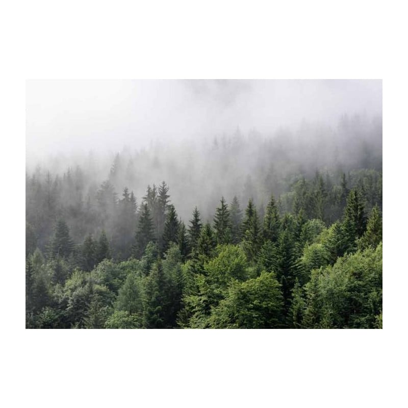 MISTY FOREST Canvas print - Landscape and nature canvas