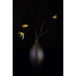 Lienzo TULIPOS SILVESTRES