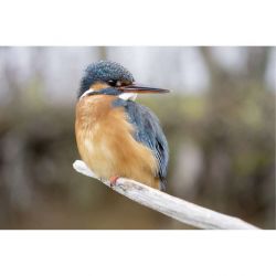 Kingfisher Canvas