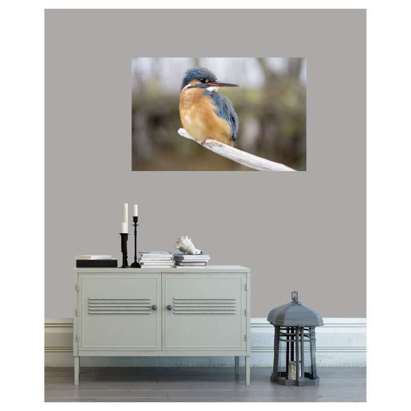Tableau ALCEDINIDAE