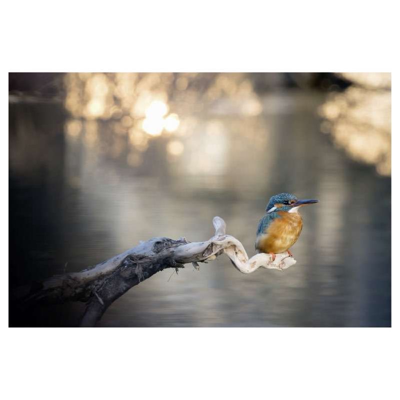 KINGFISHER canvas - Landscape and nature canvas