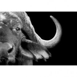 BUFFLE canvas print