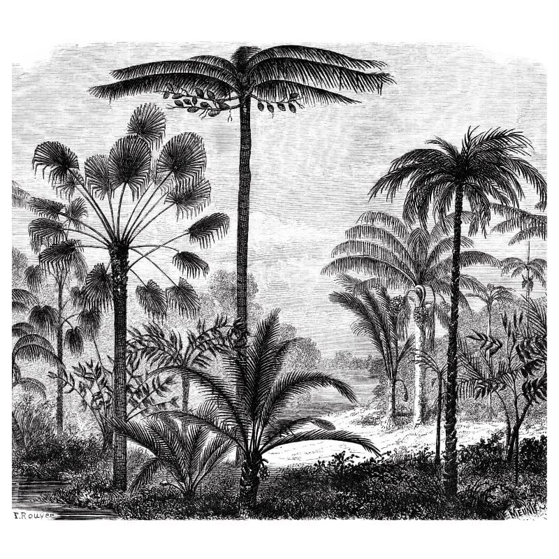 PALM TREE ENGRAVING Wallpaper - Black and white wallpaper
