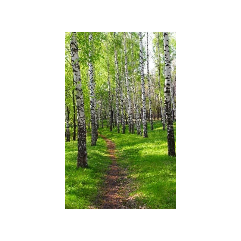 BIRCH PATH Wallpaper - Landscape and nature wallpaper