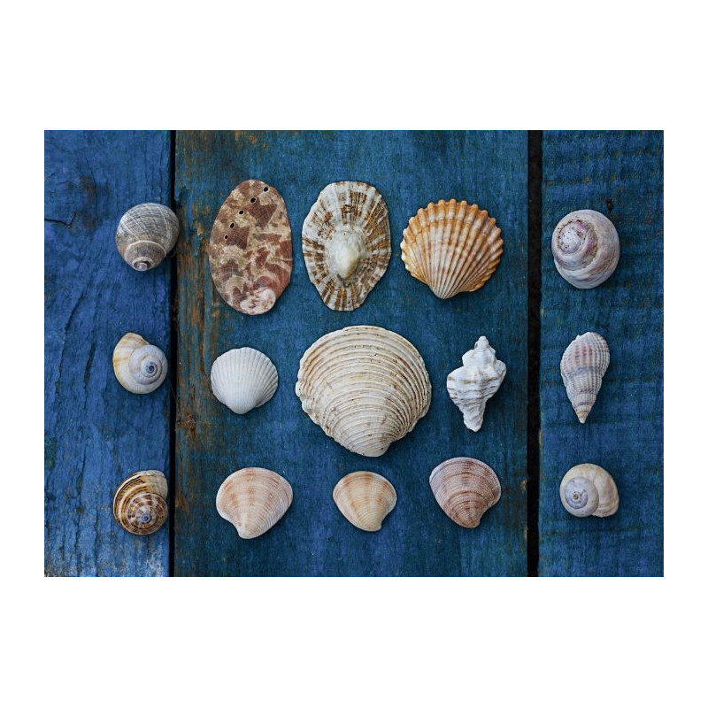 SHELL COLLECTION canvas print - Sea and ocean canvas print