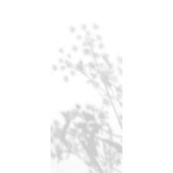Poster mural aux ombelles floues sur fond blanc