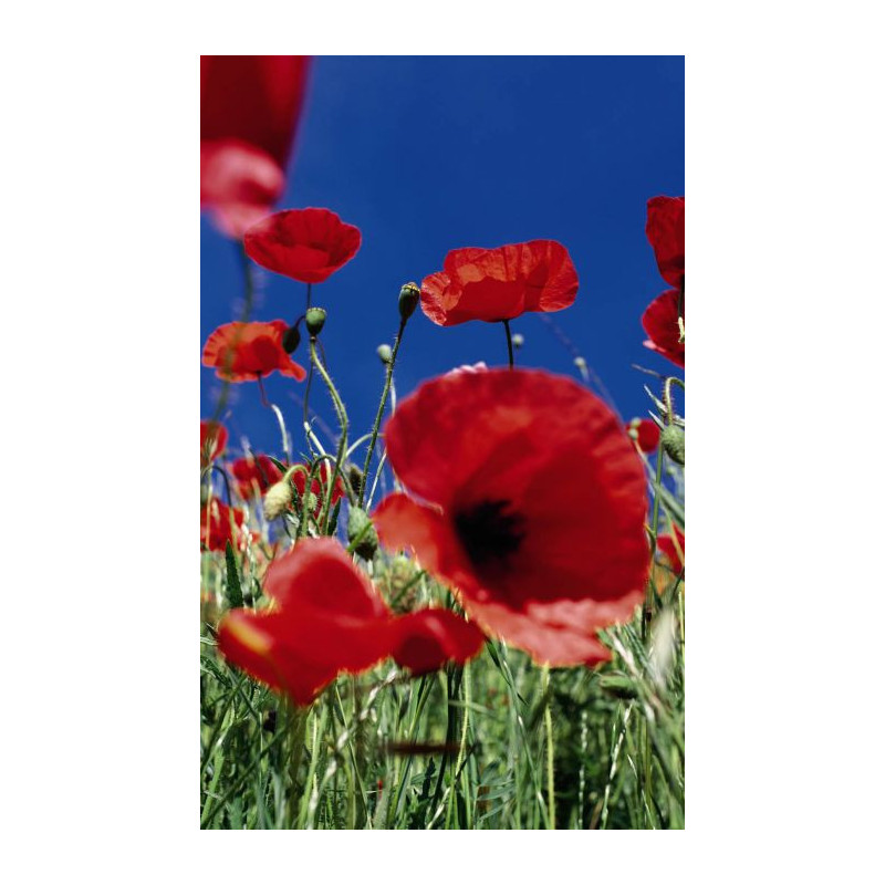 COQUELICOT wallpaper - Floral wallpaper