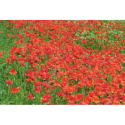 POPPY CLOUD canvas print