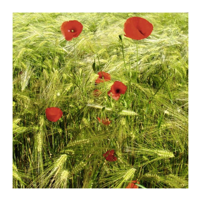 POPPIES AND BLES canvas print - Landscape and nature canvas