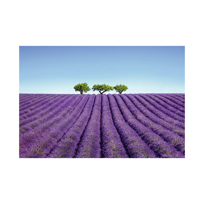 Póster COLOR LAVANDA - Poster panoramico