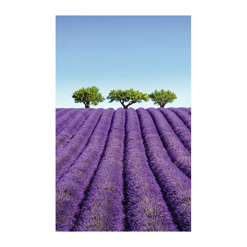 COLOUR LAVENDER wall hanging - Nature wall hanging