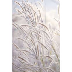 Affiche nature inspirée d’un champ sauvage