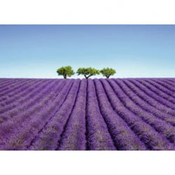 COLOUR LAVENDER canvas print