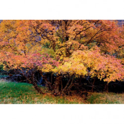 Tableau COULEURS D’AUTOMNE