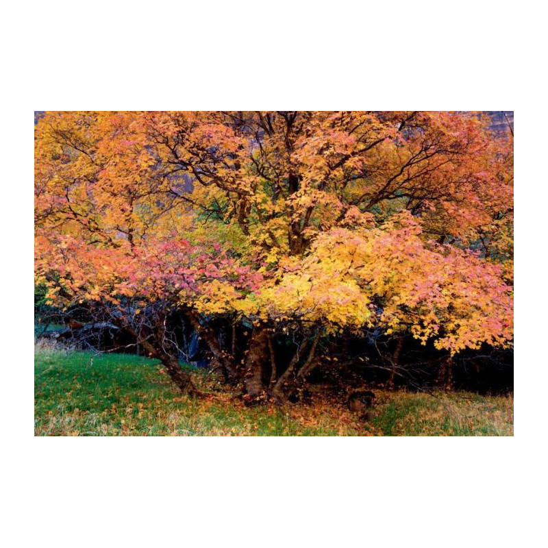AUTUMN COLOURS canvas print - Autumn canvas print