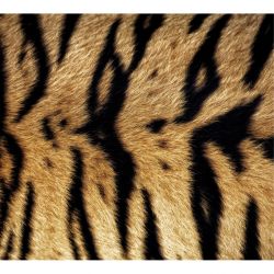 BENGAL TIGER poster