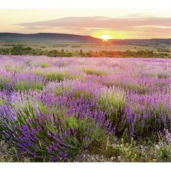DAWN IN PROVENCE Poster