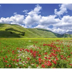 VALLEY OF THE POPPIES Poster