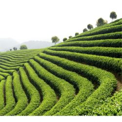 GREEN TEA poster