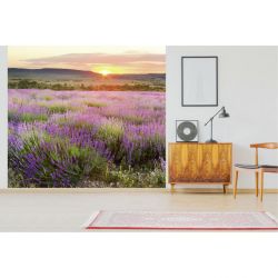 DAWN IN PROVENCE Wallpaper