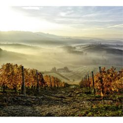 Papier peint VIGNE D'AUTOMNE