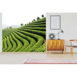 GREEN TEA wallpaper
