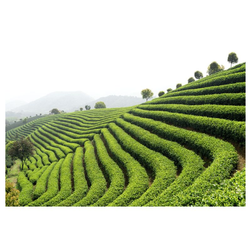 GREEN TEA wallpaper - Panoramic wallpaper
