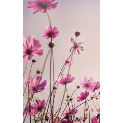 SPRING SIESTA Wallpaper