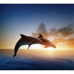 Papel pintado SALTO DE DELFINES