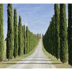 Papel pintado IL CAMPO LIVIO