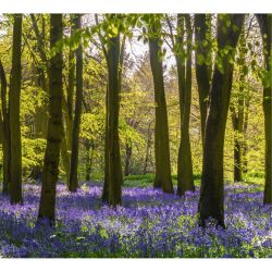 HYACINTH FOREST Wallpaper