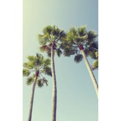 UNDER THE PALM TREES Wallpaper