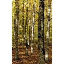 Papel pintado BOSQUE DEL VENTOUX