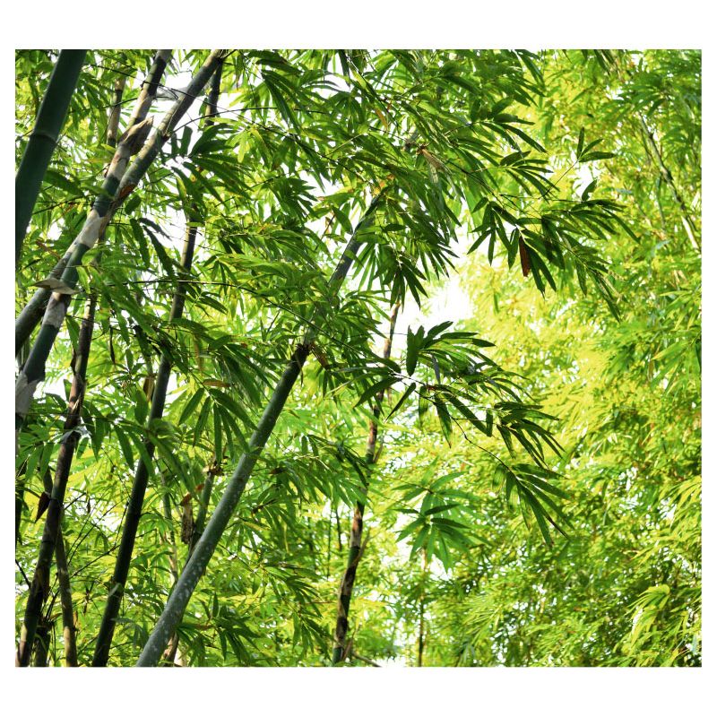 MOSO BAMBOO Wallpaper - Bamboo wallpaper