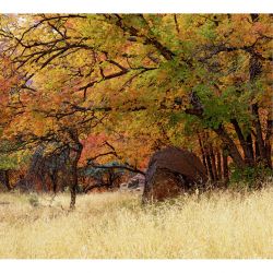 Papel pintado OTOÑO