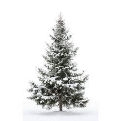 Póster de árbol nevado para decoración en Navidad | Scenolia