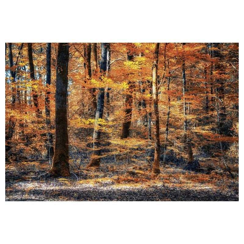 VIBRANT AUTUMN poster - Landscape and nature poster