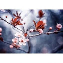 LA POESIE DU SAKURA