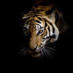 EYES OF A TIGER canvas print