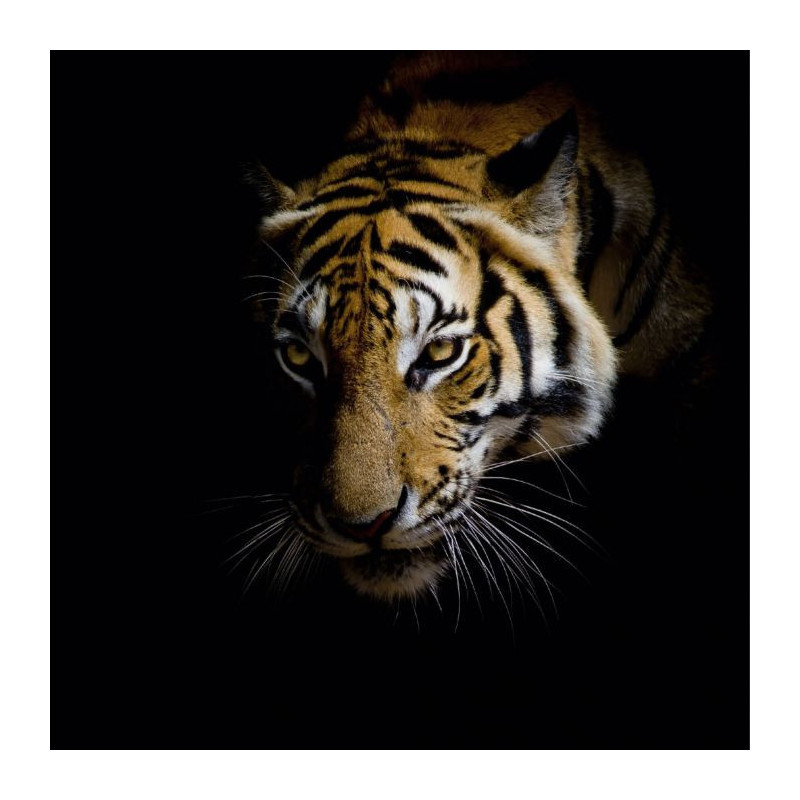 Tableau Mural XXL Tête De Tigre Noir Et Blanc - Toile Imprimée 80x160 Cm, Décoration Moderne Salon, Sans Cadre