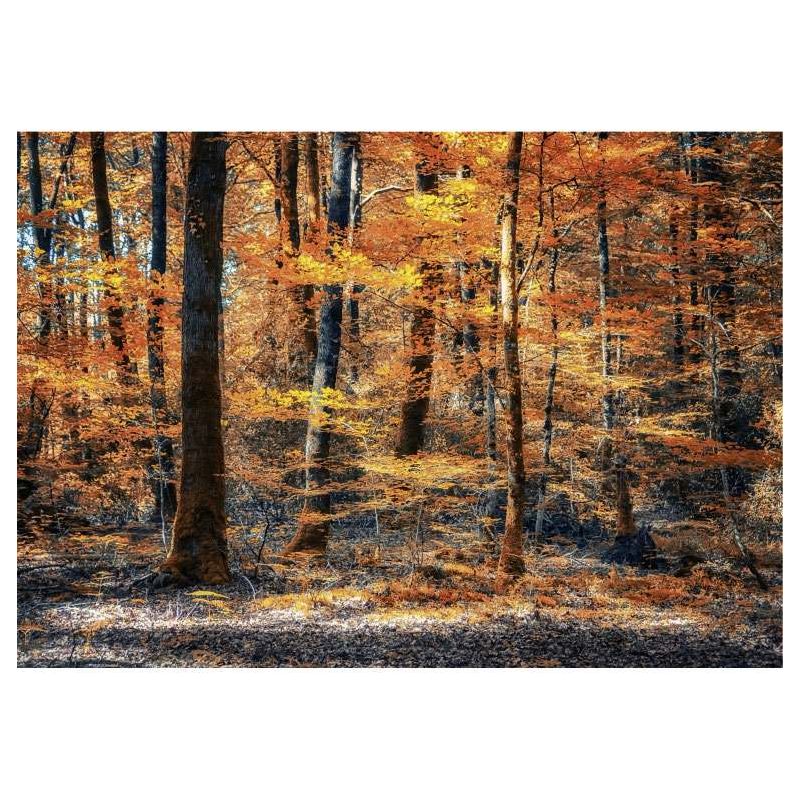 AUTUMN FLAMBOYING canvas print - Forest canvas print