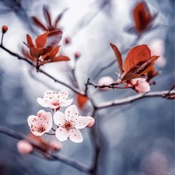 LA POESIE DU SAKURA