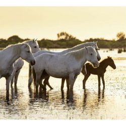 Papier peint photographie chevaux
