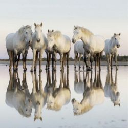 CAMARGUE