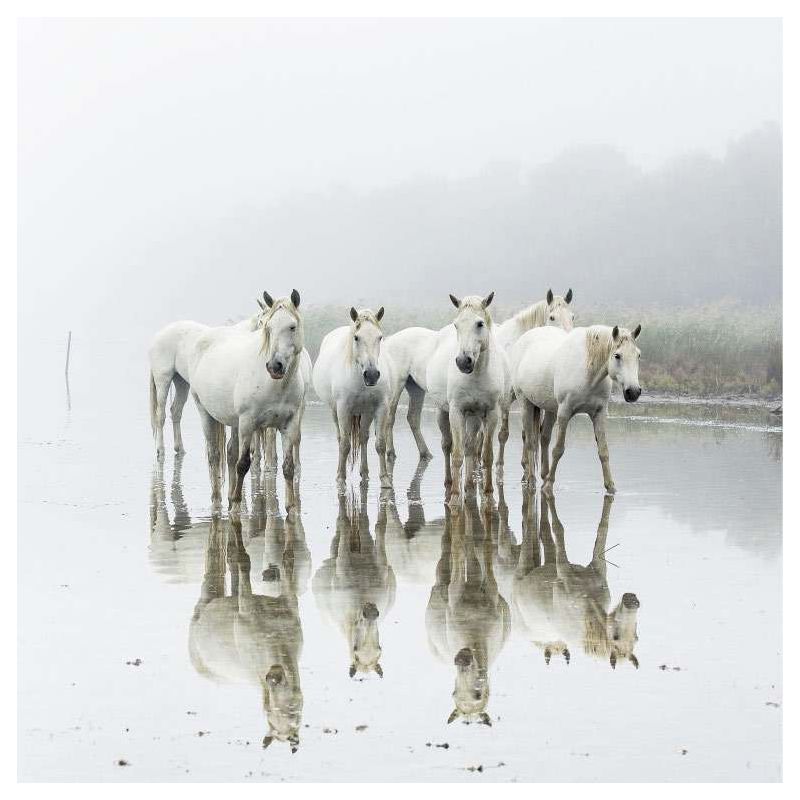 CAMARGUE HORSES canvas print - Grey canvas print