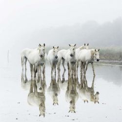 CHEVAUX DE CAMARGUE
