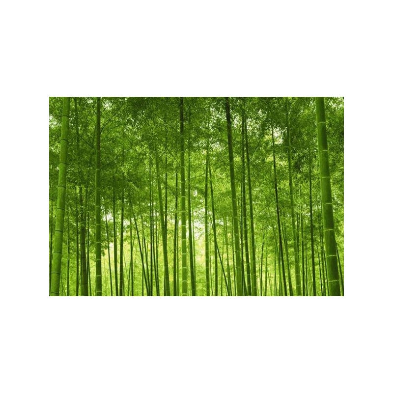 Poster FORET DE BAMBOUS - Poster vert